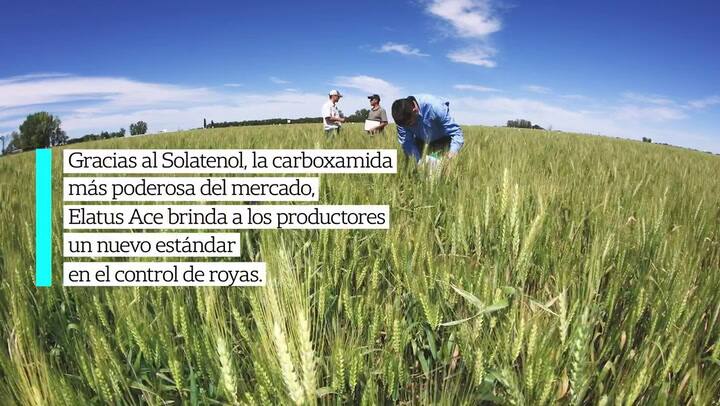 LN Syngenta - Camilo Cheddad