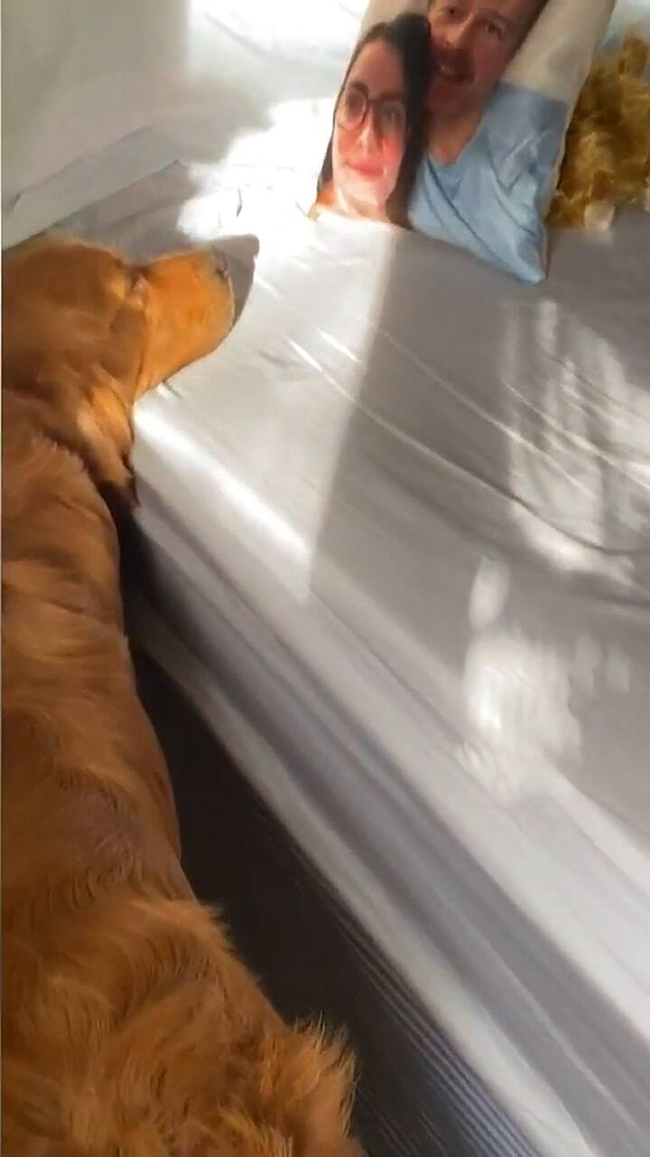 Un perro confundió a sus dueños con un almohadón con sus caras impresas
