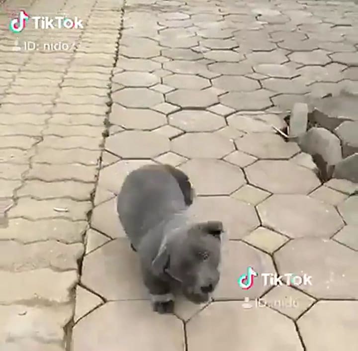 ¿Es un perro o es un gato?