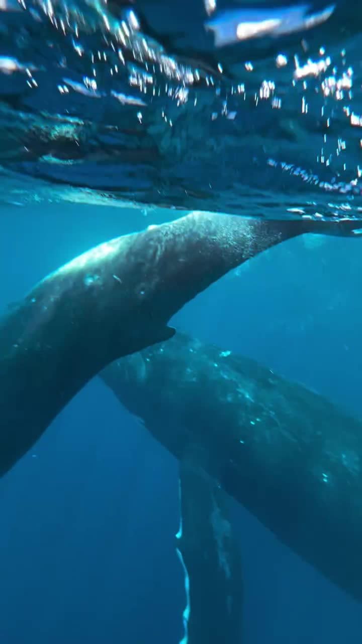 La emoción de Pampita al cumplir su sueño de bailar con ballenas