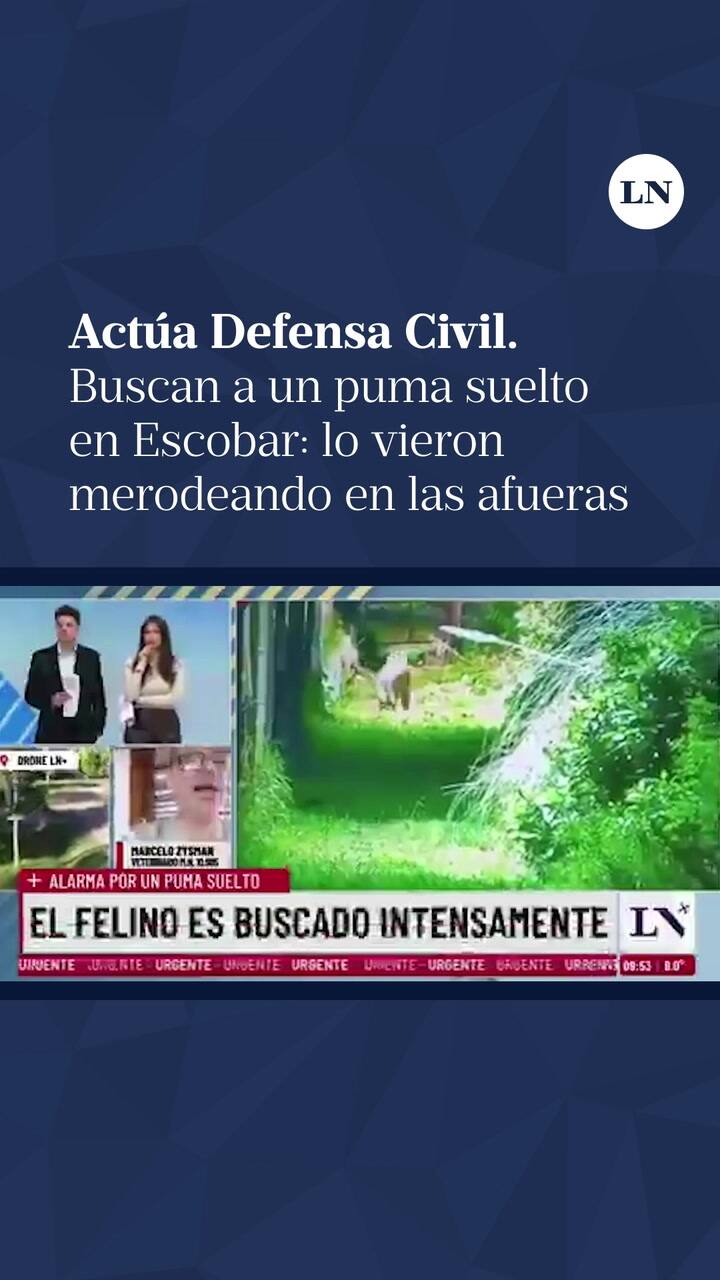 Buscan a un puma suelto en Escobar: lo vieron merodeando en las afueras de un country