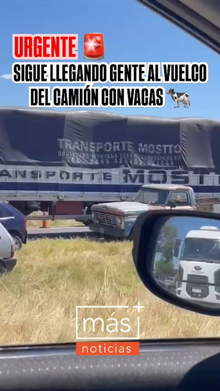 Un camión con ganado en pie volcó y los vecinos faenaron los animales