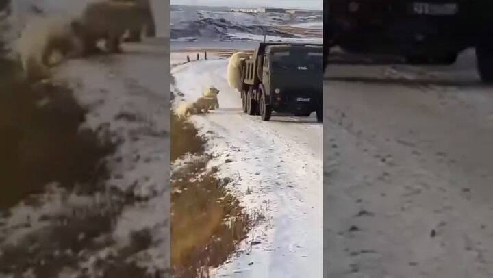 Graban a seis osos polares buscando comida en un camión de basura