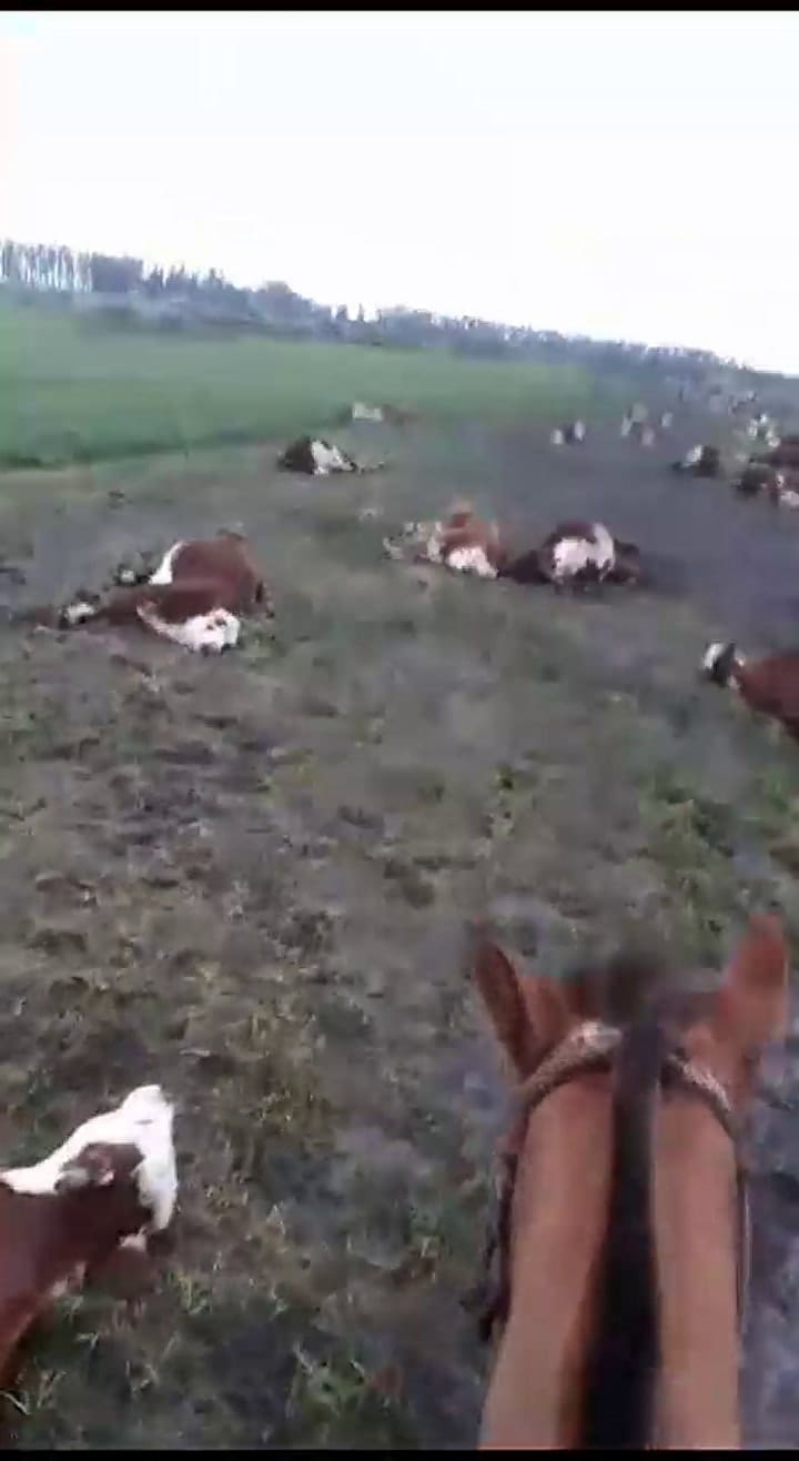 Impresionante mortandad de hacienda en Corrientes