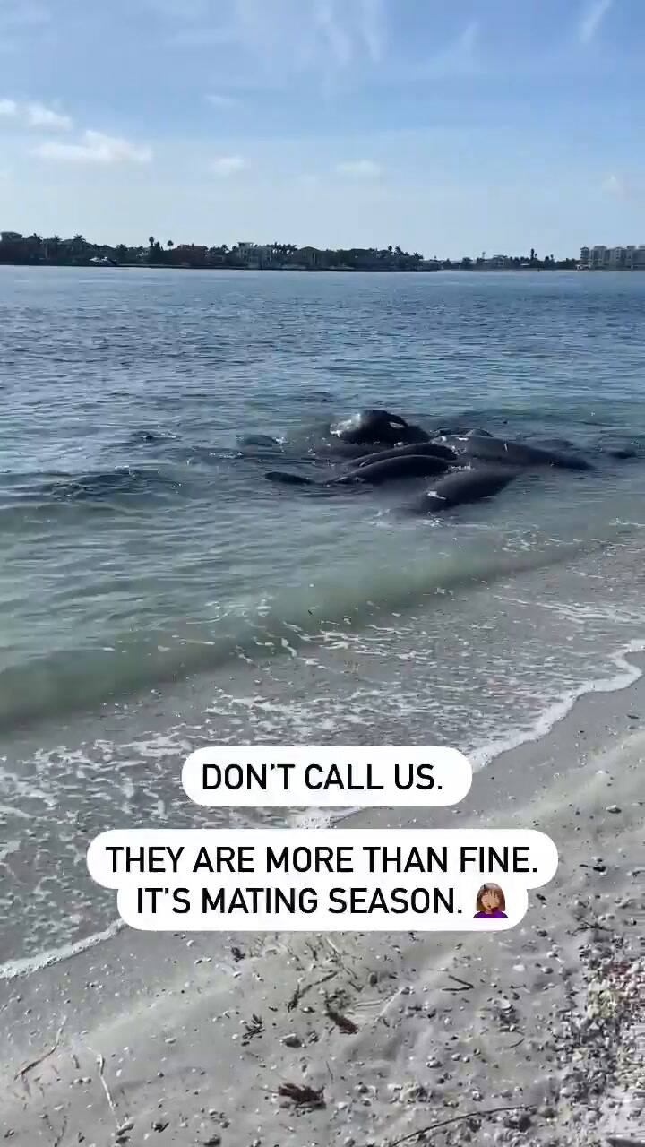 Una manada de curiosos animales genera alerta en una playa de Florida