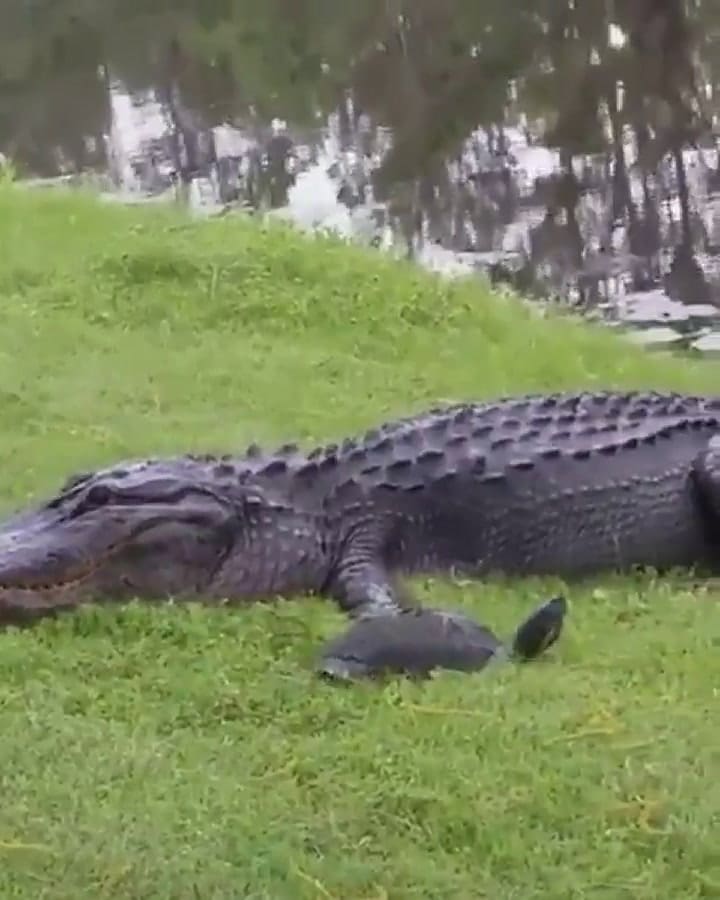 Un caimán no pudo comerse una tortuga - Fuente: Twitter @_SJPeace_
