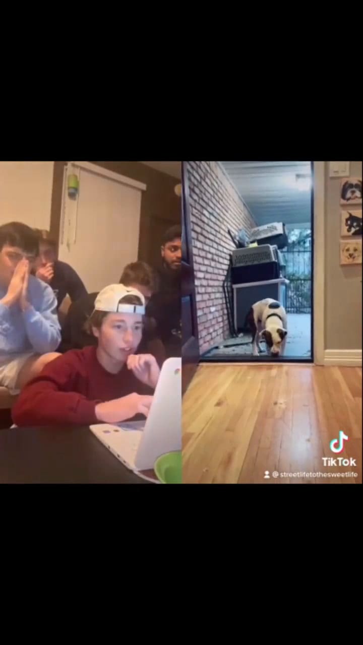 Viral: un perrito callejero conoció una casa por primera vez