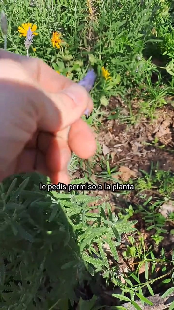 Beneficios de la lavanda para la salud y cómo incorporarla en el mate