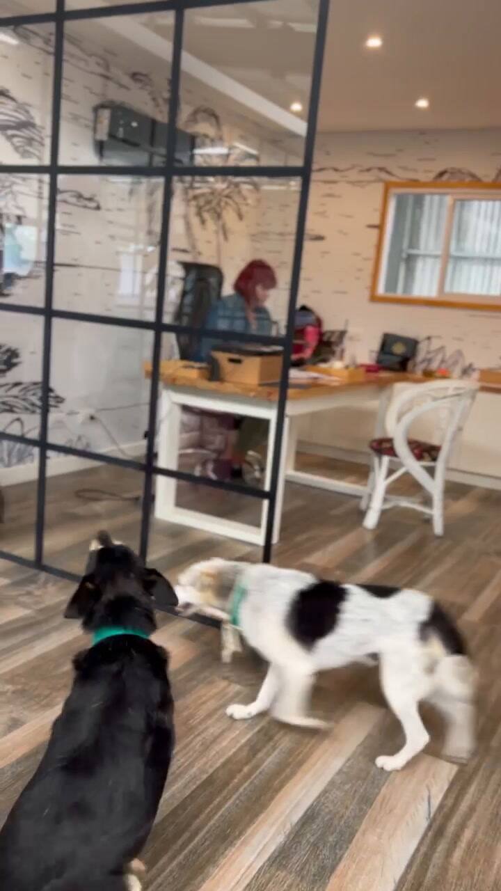 Los perros son parte de las oficinas de Rocas