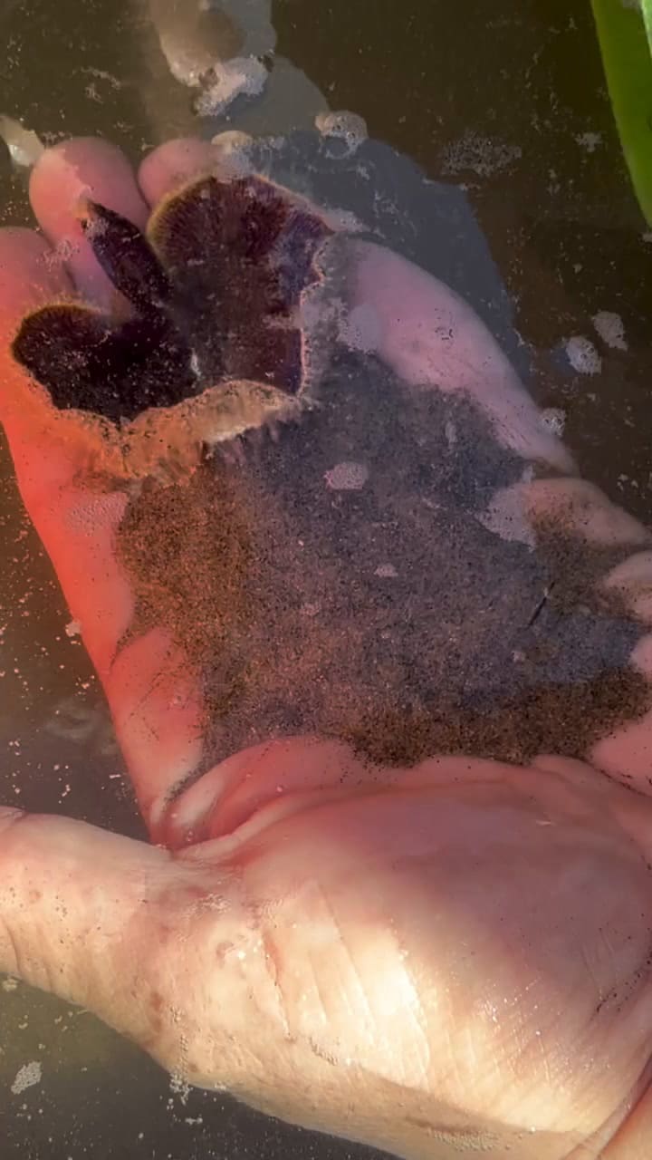 El extraño hongo violeta que brilla en la oscuridad y causa asombro en las costas de California