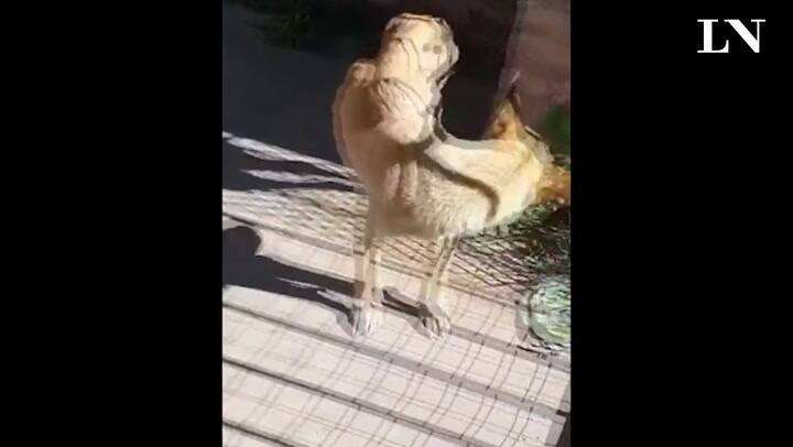 El rescate de Vita en Morón