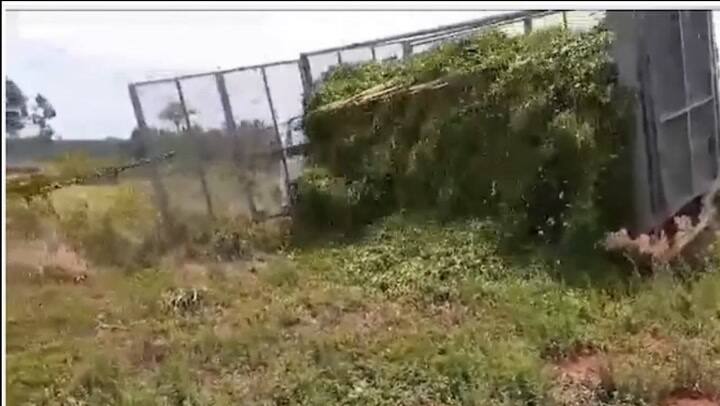 En Jardín América, Misiones, tiran el té al suelo