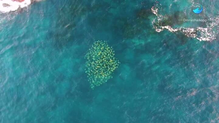 La impresionante vista de criaturas marinas coloridas desde un dron
