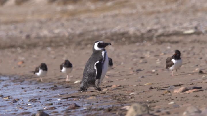 Llegada de los primeros pingüinos de Magallanes a la isla Tova