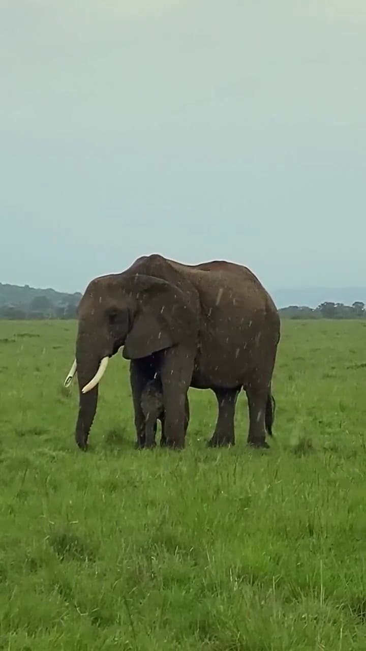 Ssstwitter.com 1720472060955