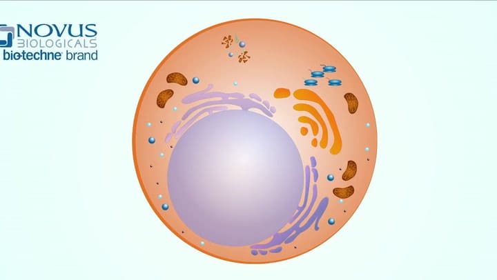 Proceso de autofagia