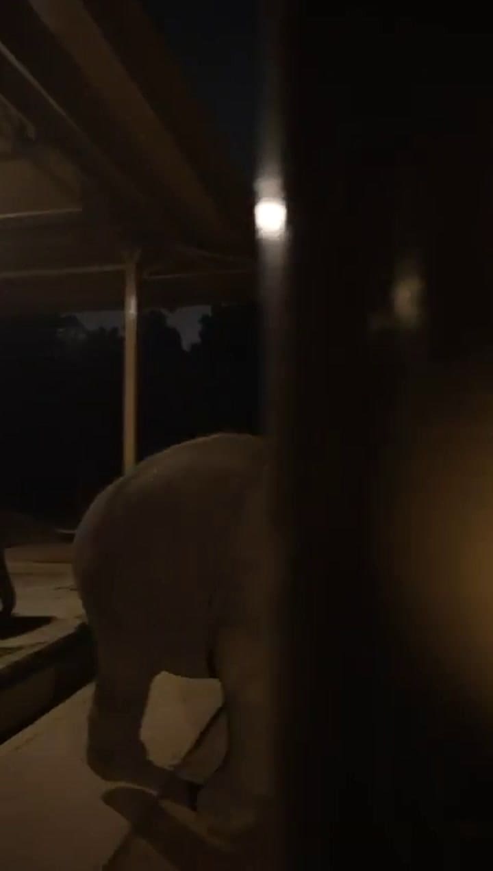 Messi jugó al fútbol con un elefante en la India