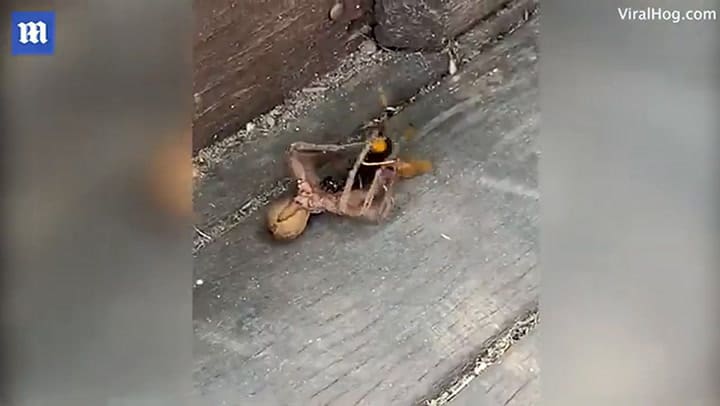 La pelea a muerte entre una avispa y una araña - Crédito: YouTube Heart TV
