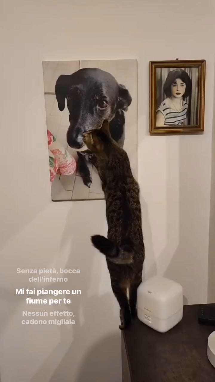 Gatito hace llorar al acariciar la foto de su mejor amiga fallecida
