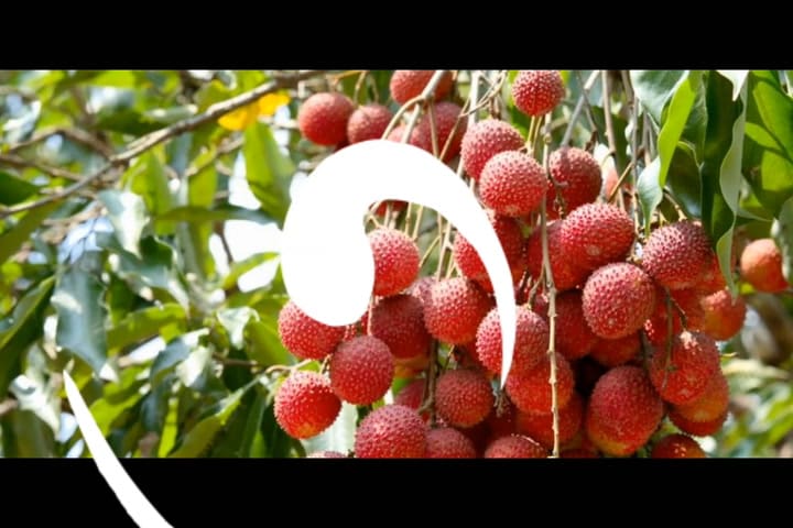 #Capcut #Fyp #Frutasextrañas #Lichis #Frutas #Foryoupage