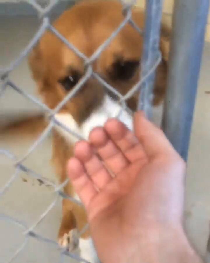 El día que Chris Evans adoptó a su perro