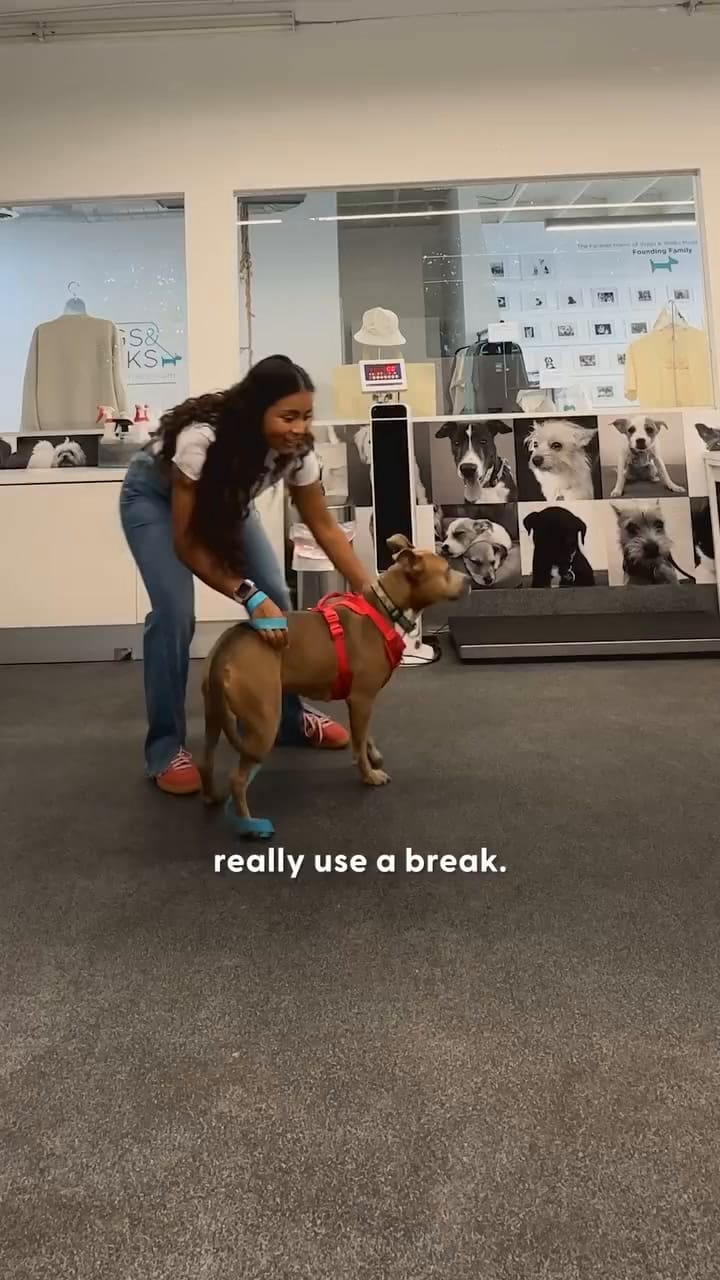 La historia de Moxie, la perra que pasó más de dos años en un refugio y vivió un momento inolvidable