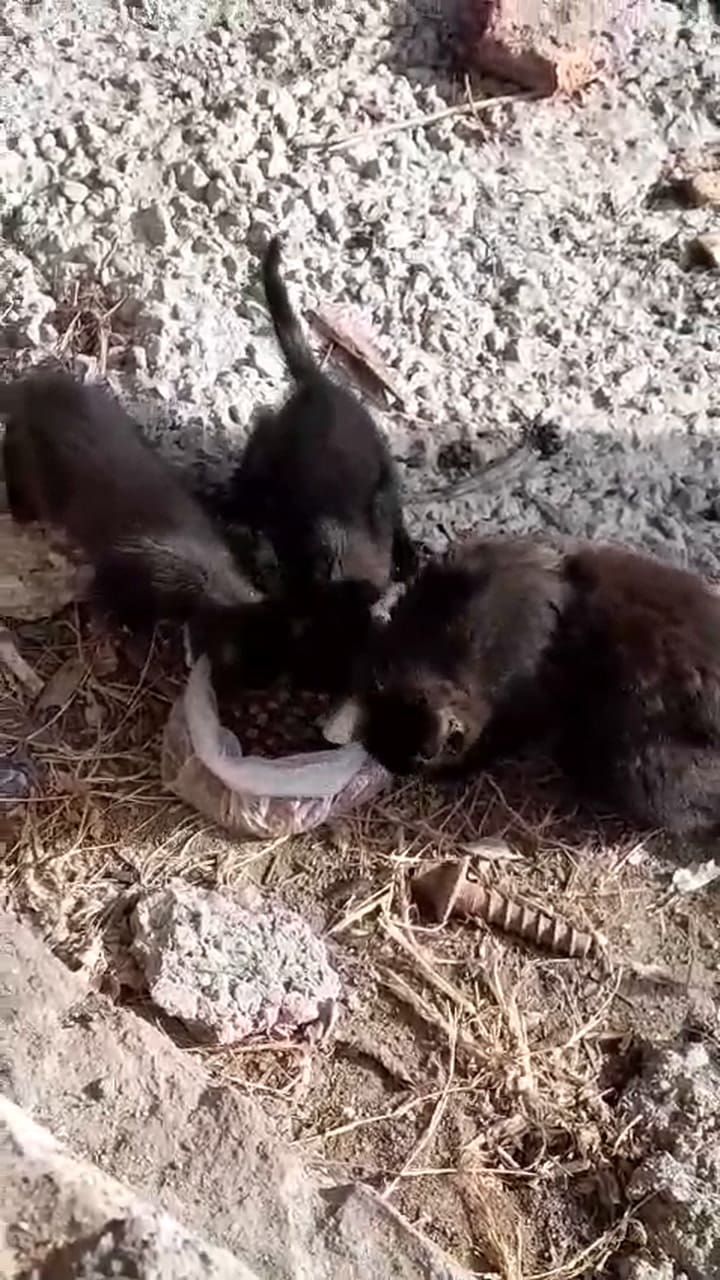 Salem comiendo con la primera camada de cachorros