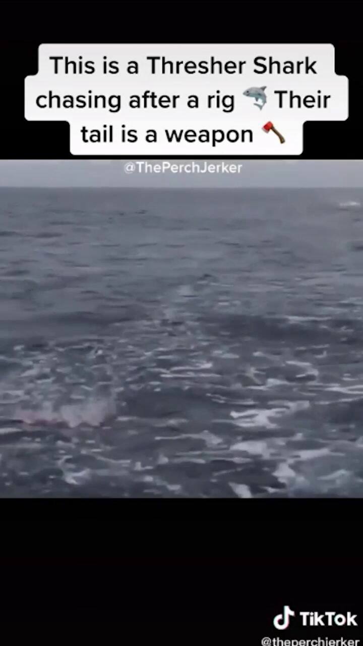 Un tiburón zorro utiliza su cola como látigo para cazar - Fuente: TikTok