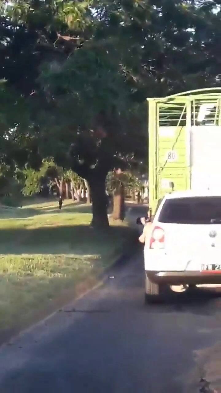 Una vaca saltó de un camión jaula y generó una persecución - Fuente: Twiter