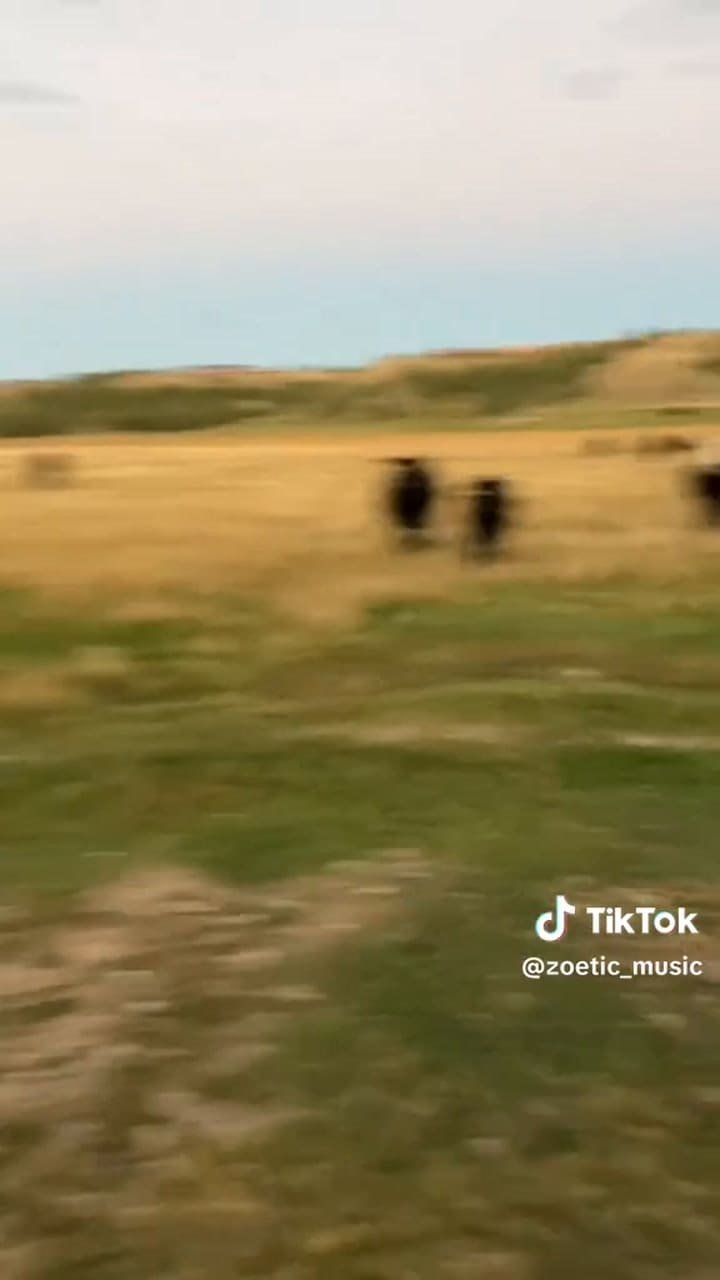 Vacas reaccionan a la voz de una cantante