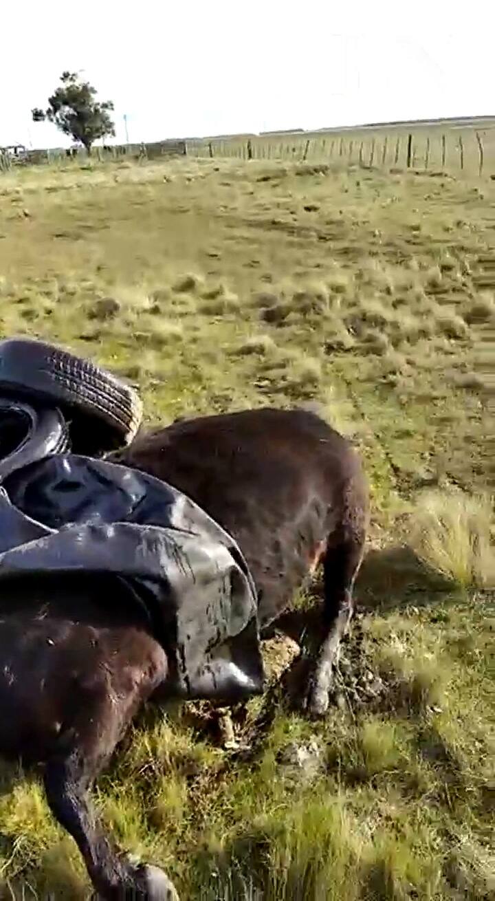 La muerte de 31 bovinos en un campo