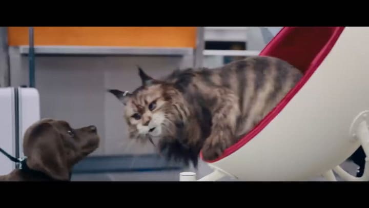 El gato y la gata, tráiler