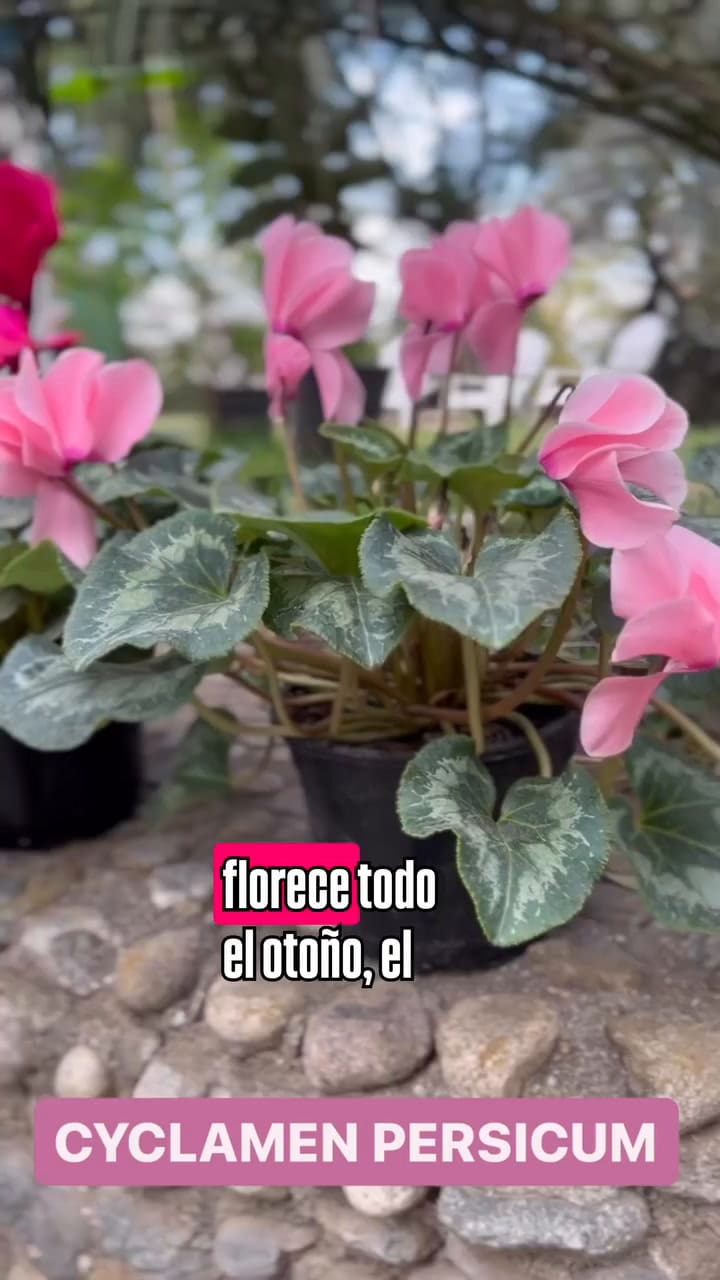 Cómo cuidar la violeta de los Alpes ( Cyclamen Persicum)