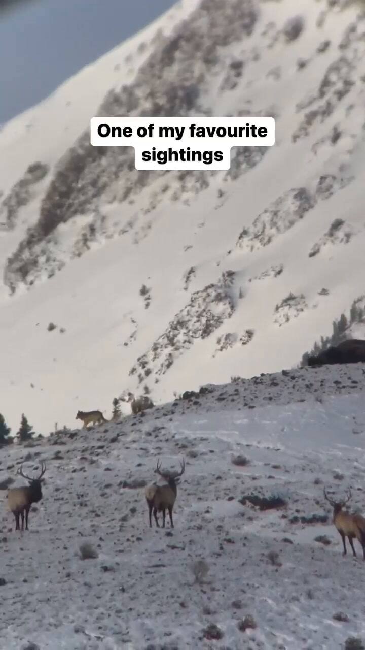 Un grupo de bisontes ahuyenta a un lobo en Yellowstone