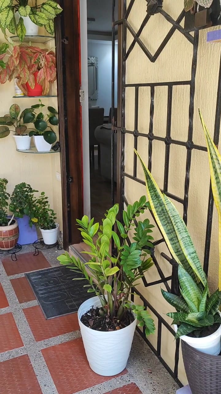 Cuáles son las mejores plantas para colocar en la puerta del hogar