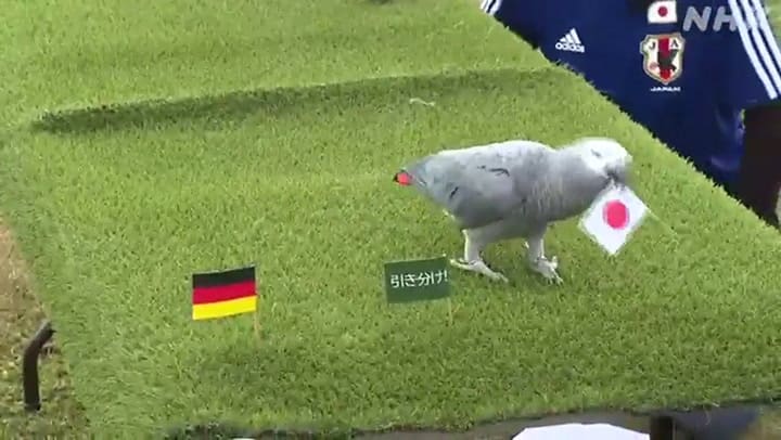 El perico 'Olivia' falló en su predicción sobre el Alemania vs Japón en Qatar 2022