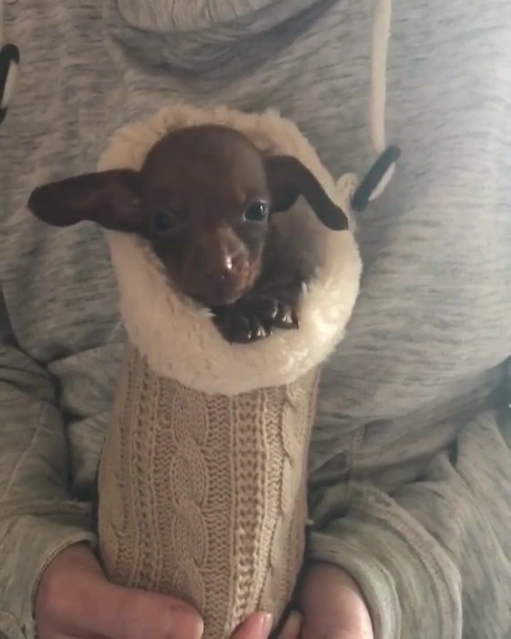 Ki tiene dos meses y ya tiene más de 40 mil seguidores