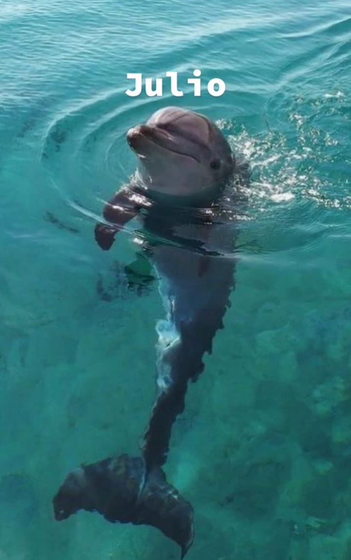 Descubrí tu animal acuático según tu mes de nacimiento