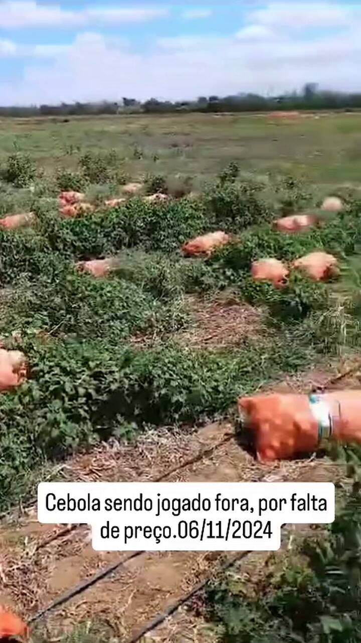 La cebolla que se tira en Brasil