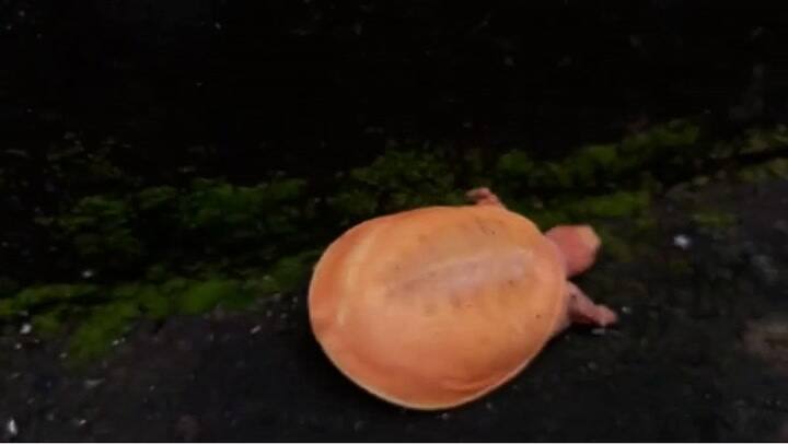 Furor por la aparición de una tortuga albina en la India