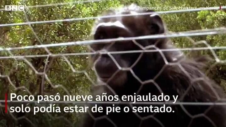 Los chimpancés que caminan como humanos tras años de maltrato - Fuente: BBC