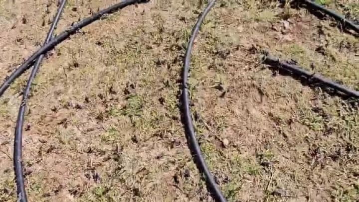  Invasión de tacura sapo en un campo de Santa Cruz