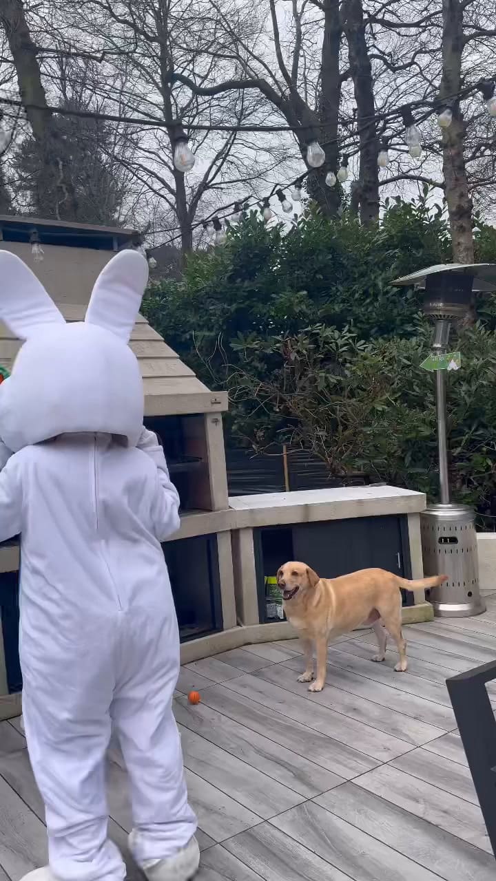 A24d4e786e6a5072addbb49a0018f2b6 Video Dashinit