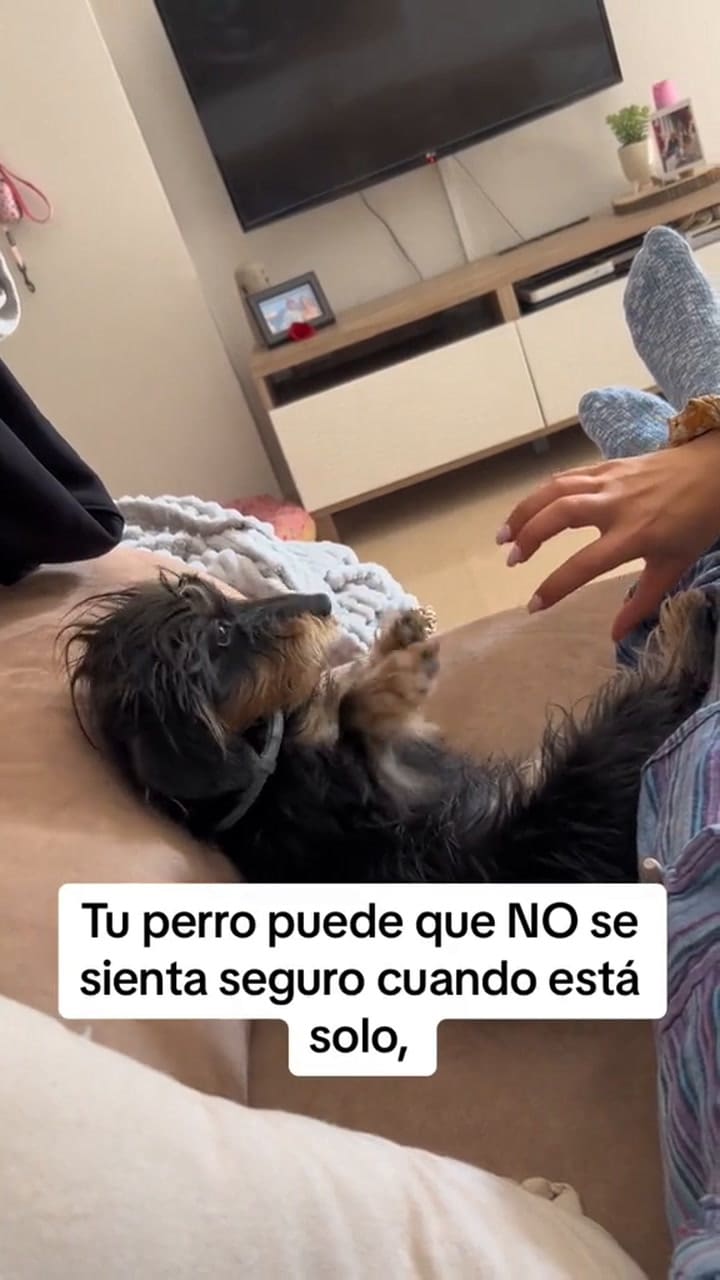 Perro salta de alegría