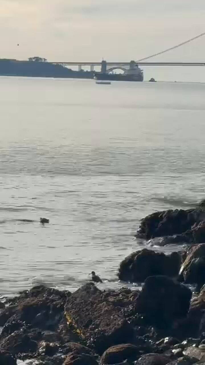 Las autoridades ambientales indicaron que no existían antecedentes similares en ese lugar