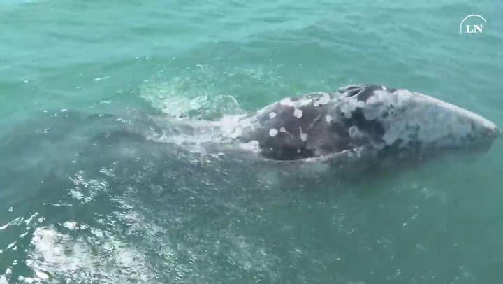 Alerta en el Mediterráneo: una ballena está perdida y deambula sin rumbo