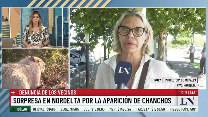 Sorpresa en Nordelta por la aparicion de chanchos