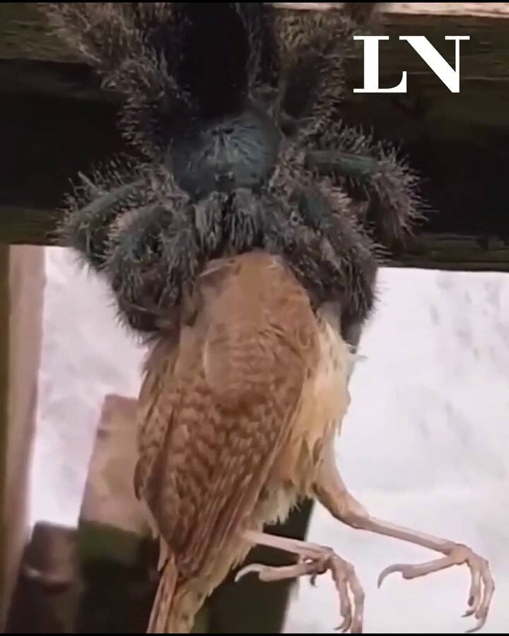 Una tarántula se come a un pájaro - Fuente: YouTube JBP TV
