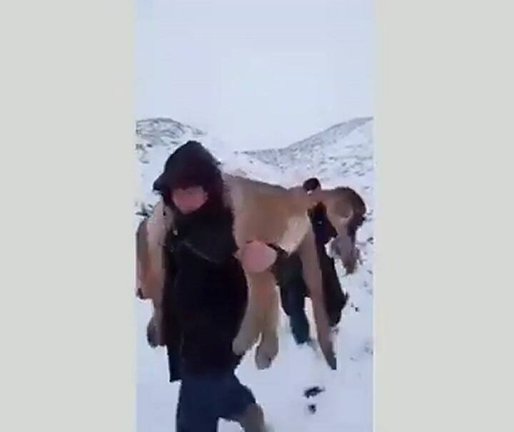 Caza ilegal de pumas en Neuquen