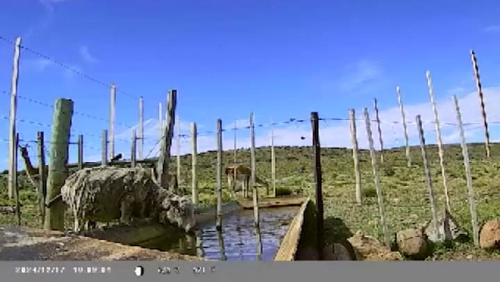 Excluyen a los guanacos de bebederos. Crédito: INTA AER Los Antiguos